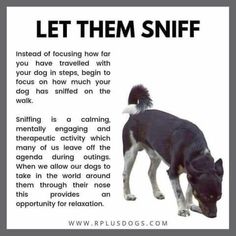 a black and white dog standing next to a sign with words on it that say let them sniff