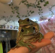 a small frog sitting on top of a person's hand