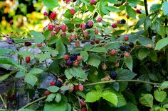 raspberries growing on the side of a stone wall with green leaves and red berries