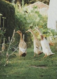 three ducks walking in the grass near bushes