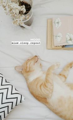 an orange and white cat laying on top of a bed next to a bowl of popcorn