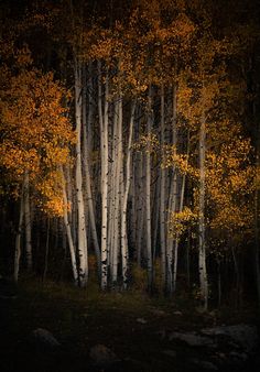 a grove of trees with yellow leaves in the dark forest at night, illuminated by bright lights