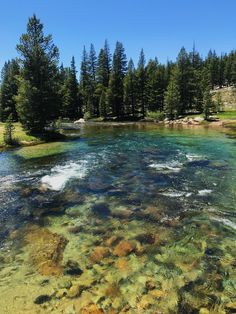 the water is crystal clear and blue in this area with pine trees around it,