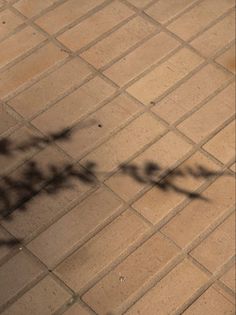 the shadow of a person on a skateboard is cast by a brick wall and tree branch