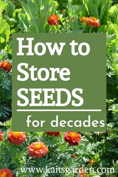 the words how to store seeds for decades are overlaid by orange and green flowers