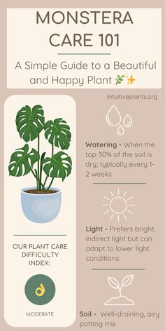 an info sheet describing how to care for house plants