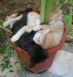 two cats are sleeping in a flower pot