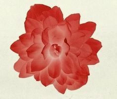 a large red flower on a white background