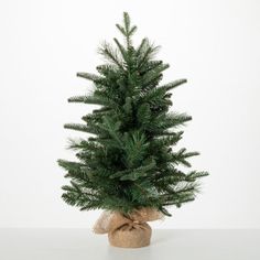 a small pine tree in a burlocked sack on a white table top