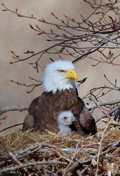 an adult bald eagle sitting next to a baby bird in a nest with twigs and branches