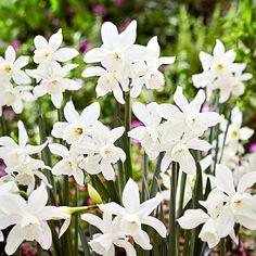 many white flowers are growing in the garden