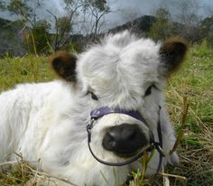 a close up of a cow laying in the grass