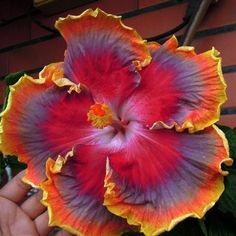 a person holding a large flower with red and yellow flowers on it's petals