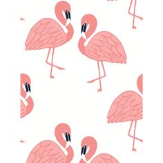 three pink flamingos standing next to each other on a white background