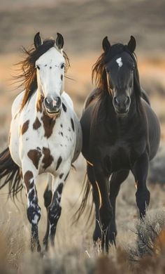 two brown and white horses are running through the field together, with one black horse looking at the camera