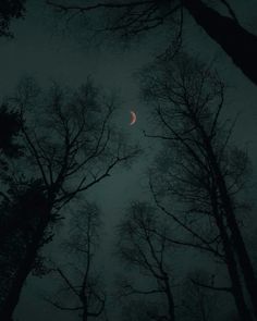 the moon is seen through some trees at night