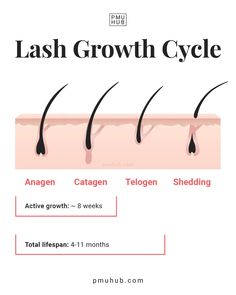 The Lash Growth Cycle Explained and Illustrated Eyelash Cycle, Lash Cycle Hair Growth, Lash Growth Cycle, Lash Cycle, Lash Hacks Eyelash Growth, Eyelash Growth Cycle, Lash Lift Info, Lash Lift Process, Lash Cycle Eyelashes