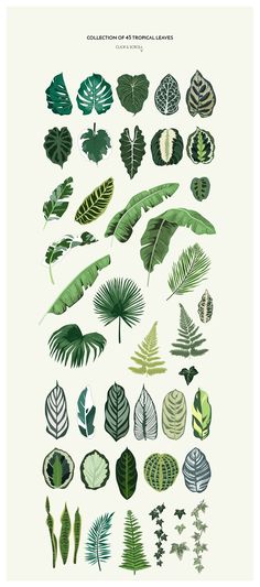 a poster with different types of leaves and plants on it's sides, all in green