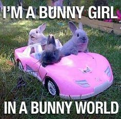 two rabbits in a pink toy car with the caption i'm a bunny girl in a bunny world