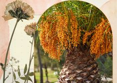 a palm tree with orange flowers in front of a mirror