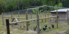 several chickens in a fenced off area