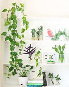 some plants and books on a shelf in a room that is white with lots of greenery