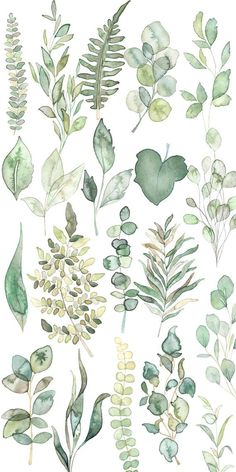 watercolor leaves and plants on a white background