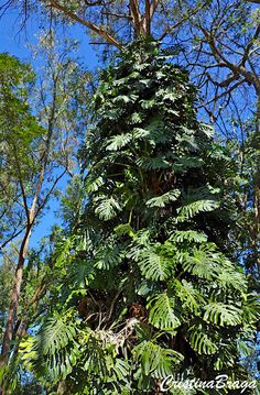 a very tall tree with lots of green leaves