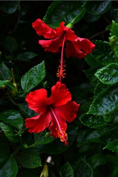 two red flowers with green leaves in the foreground and on the far side, there is a dark background