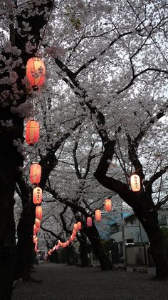 lanterns hanging from trees in the middle of a park with blossoming cherry blossoms on it