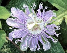 a purple flower with white stamens on it's petals and green leaves