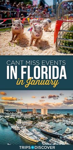 two pigs in the sand with text that reads can't miss events in florida in january