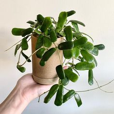 a hand holding a potted plant in front of a white wall