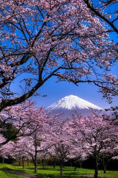 the mountain is covered in pink flowers and surrounded by trees with blossoming blossoms on them