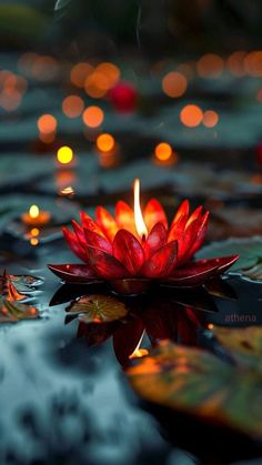 a red flower floating on top of water with candles in the backround behind it