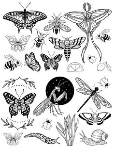 butterflies and other insects in black and white