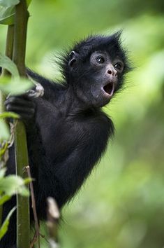 a small black animal hanging on to a tree with it's mouth wide open