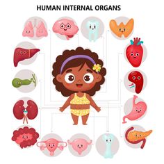 the human body and organs are labeled in this diagram, which shows different types of organ systems