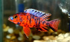 a red and blue fish in an aquarium