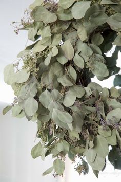 a bunch of green leaves hanging from the ceiling