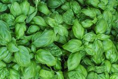 closeup of fresh basil leaves in a garden setting, with green foliage on the top