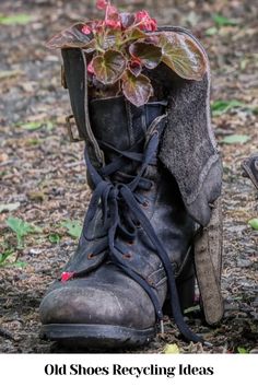 an old pair of boots with a plant growing out of it's booties