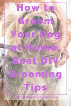 a dog getting its hair groomed with the words how to groom your yorkie at home best diy grooming tips