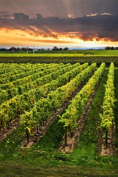 the sun shines through clouds over a large field with rows of vines in it