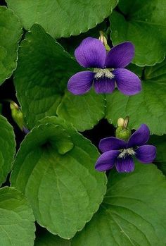 purple flowers with green leaves in the background