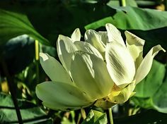 a large white flower with green leaves in the background