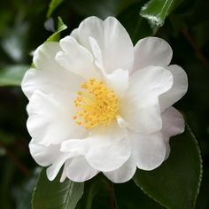 a white flower with yellow center surrounded by green leaves