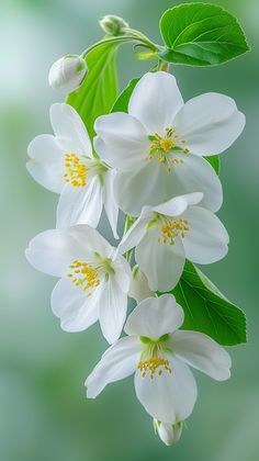 some white flowers with green leaves on them