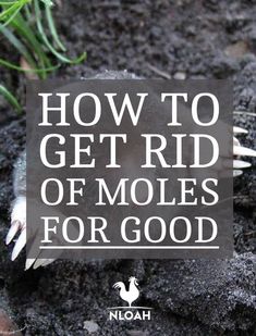 an image of how to get rid of moloss for good in the garden