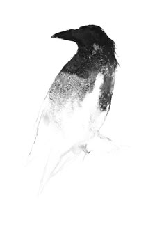 Raven ink drawing Salt Drawing, Collagraph Printmaking, Art And Writing, Drop Of Water, Blotting Paper, Ink Blot, Ravens, Printmaking, Salt